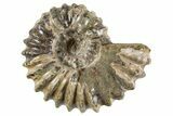 Bumpy Ammonite (Douvilleiceras) Fossil - Madagascar #343815-1